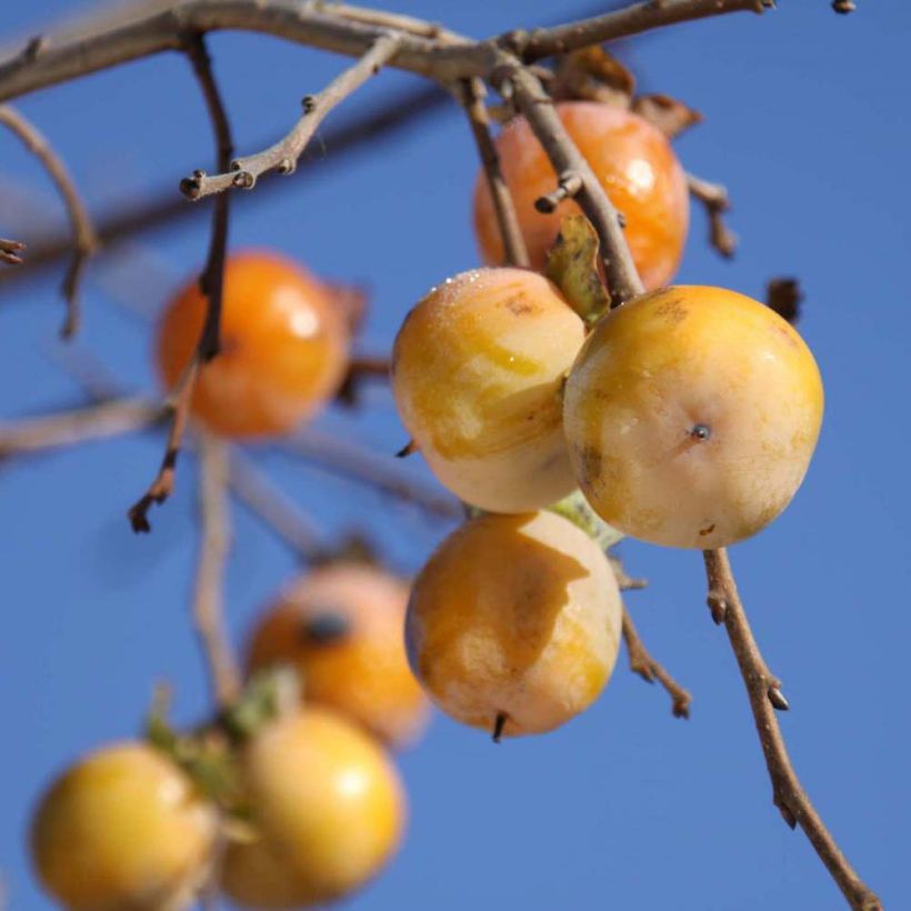 Diospyros virginiana SAA Pieper - Plaqueminier de Virginie (Harvest)
