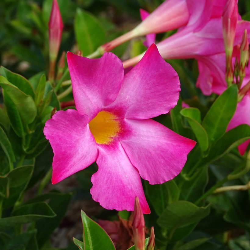 Dipladénia BELLA Pink (Flowering)