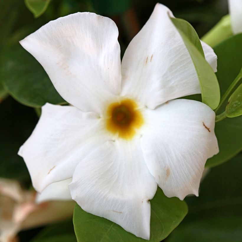 Dipladénia BELLA White (Flowering)