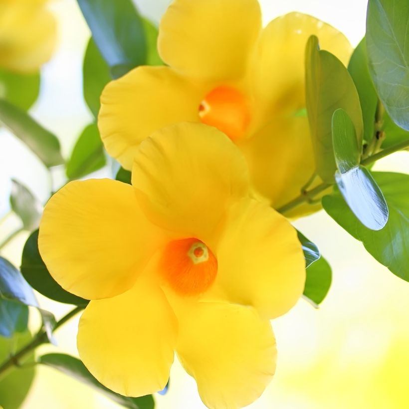 Dipladenia Diamantina Opale Citrine 2.0 - Mandevilla (Flowering)