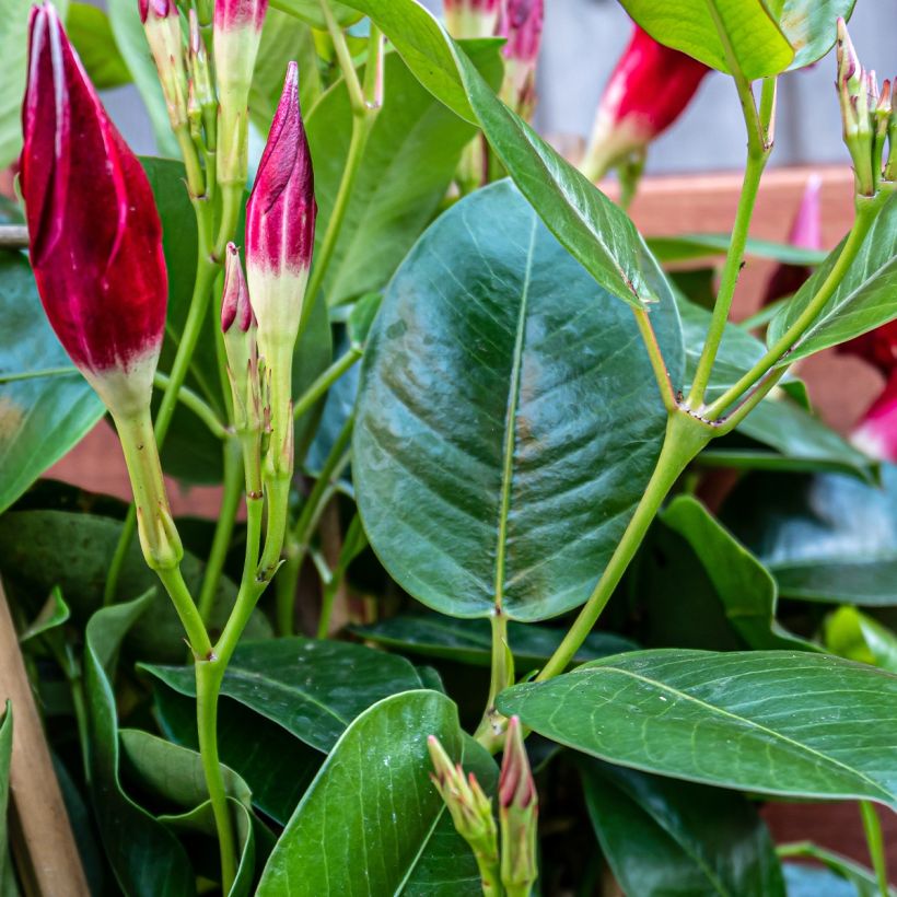 Dipladenia Diamantina Quartz Pink & Yellow (Foliage)