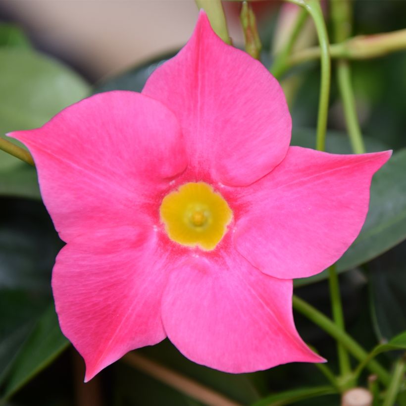 Dipladenia Diamantina Quartz Pink & Yellow (Flowering)
