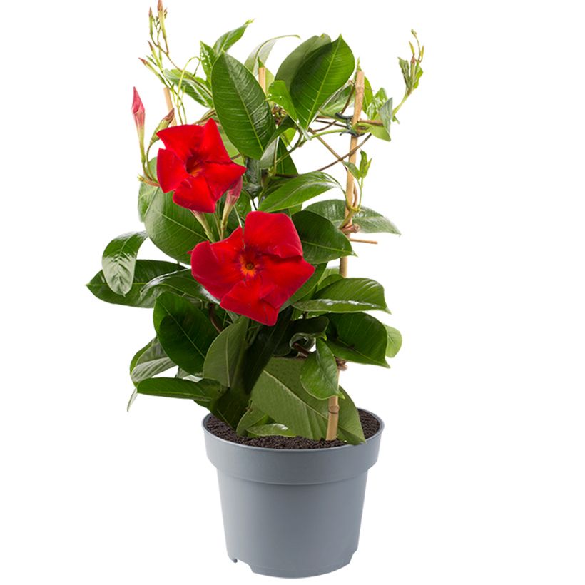 Dipladenia Diamantina Jade XXL Red - Mandevilla (Plant habit)