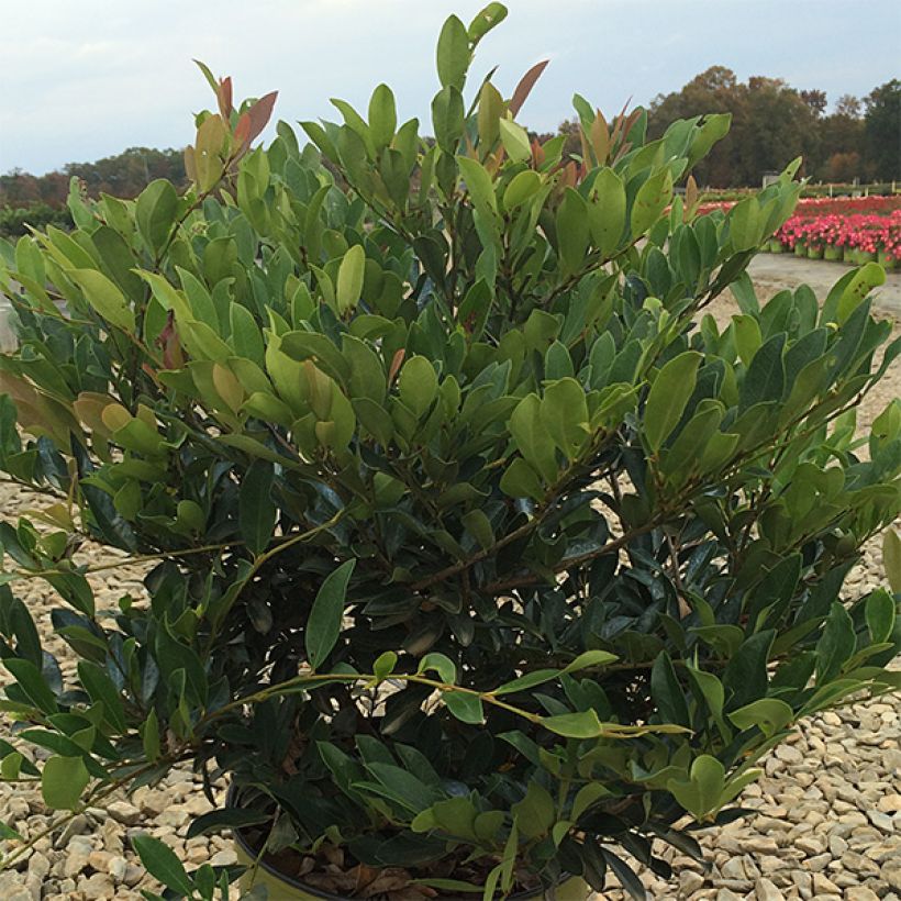 Distylium (x) Blue Cascade (Plant habit)