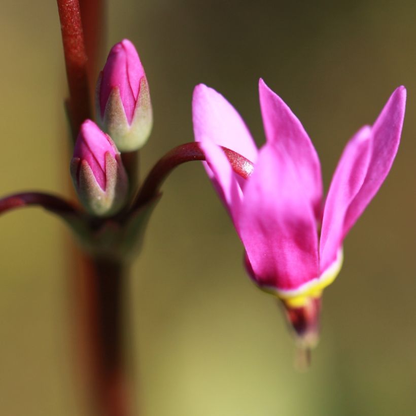 Dodecatheon jeffreyi Rotlicht - Gyroselle (Flowering)