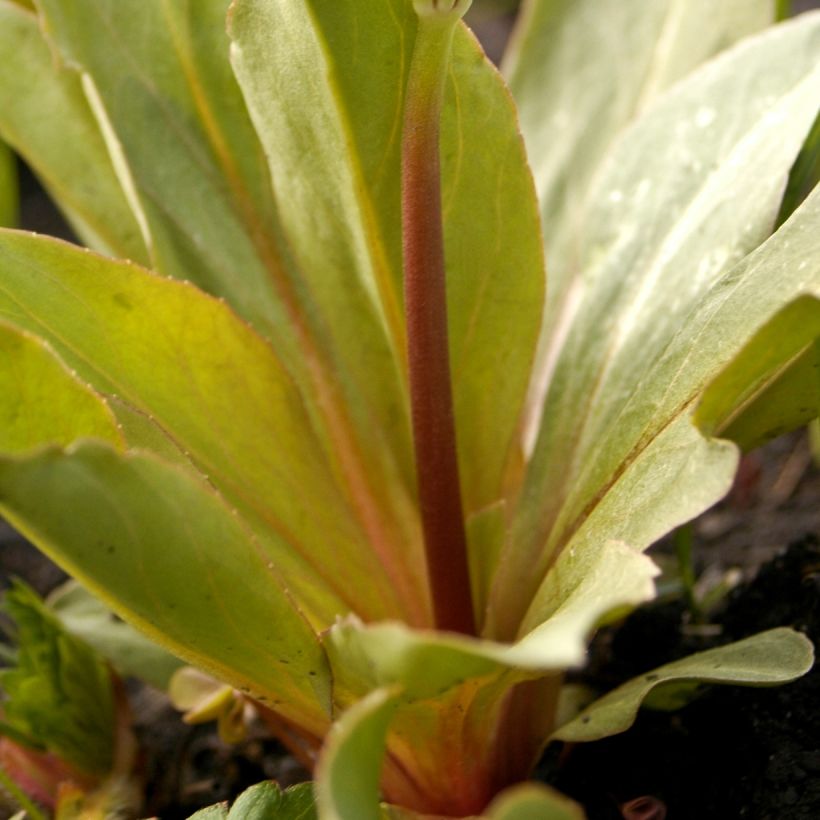 Dodecatheon meadia -  Gyroselle de Virginie (Foliage)