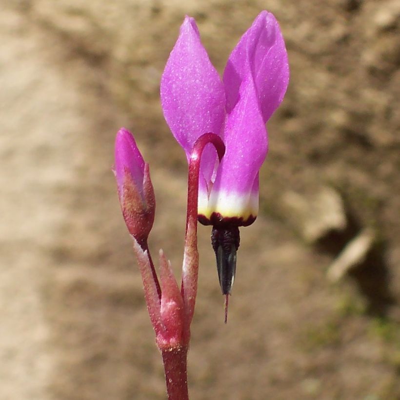 Dodecatheon pulchellum Red Wings - Gyroselle (Flowering)