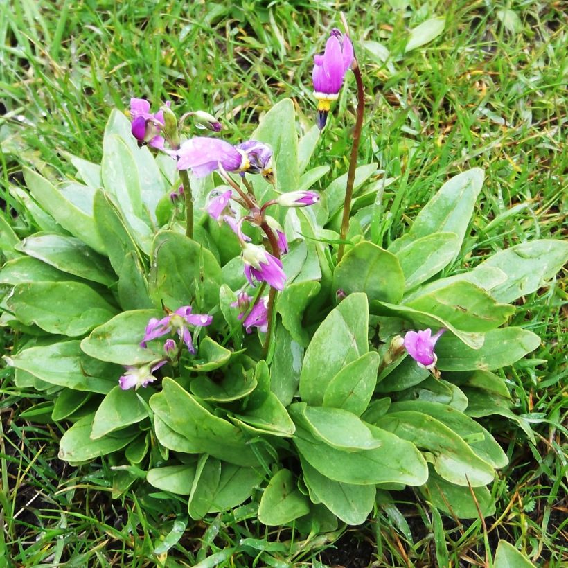 Dodecatheon pulchellum Red Wings - Gyroselle (Plant habit)