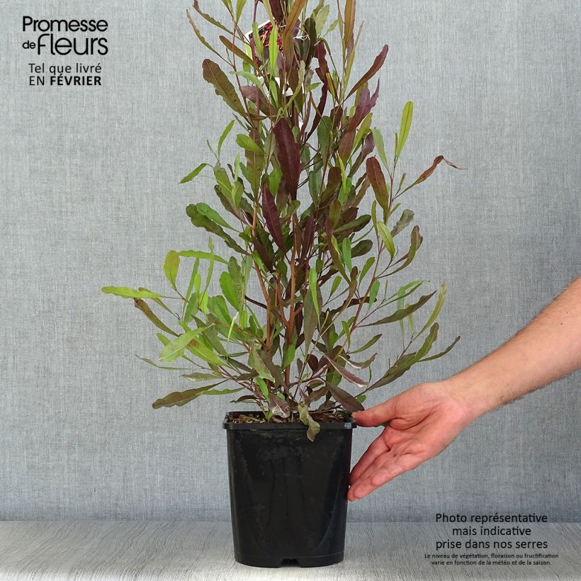 Example of Dodonaea viscosa Purpurea - Dodonée visqueuse Pot de 3L/4L as you get in automne