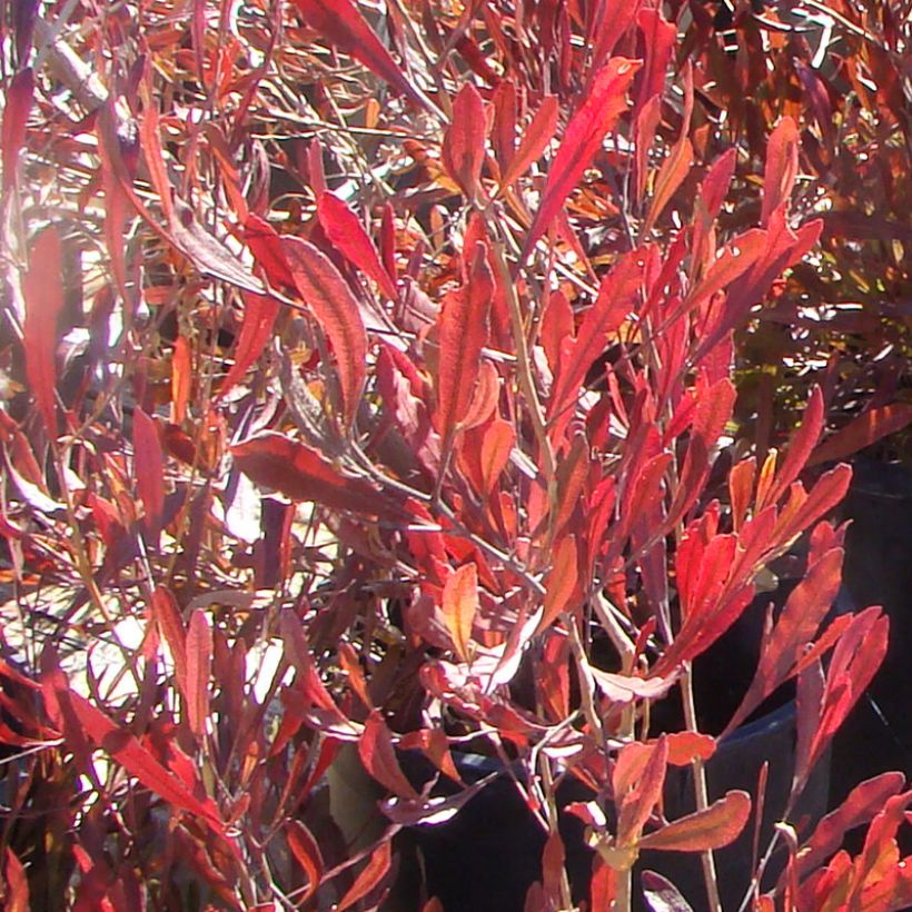 Dodonaea viscosa Purpurea - Dodonée visqueuse (Foliage)