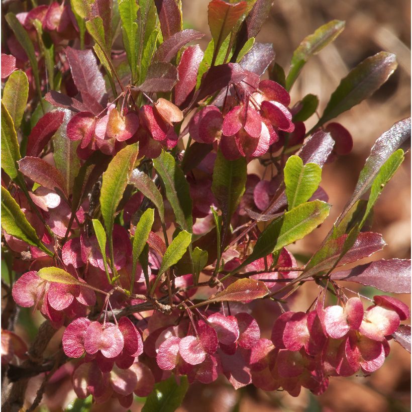 Dodonaea viscosa Purpurea - Dodonée visqueuse (Flowering)