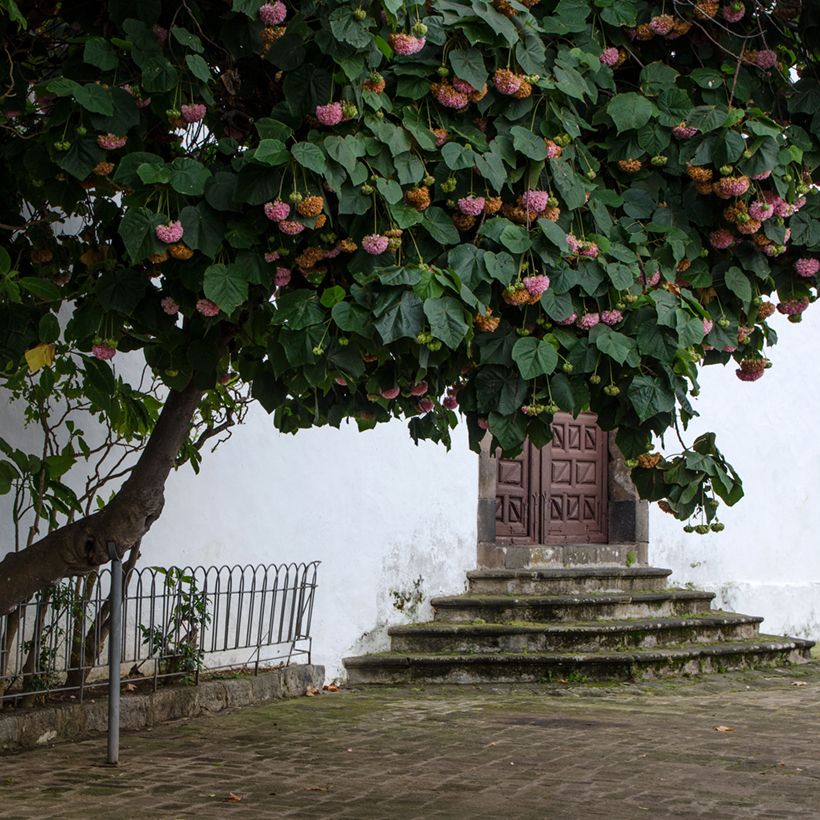 Dombeya x cayeuxii (Plant habit)