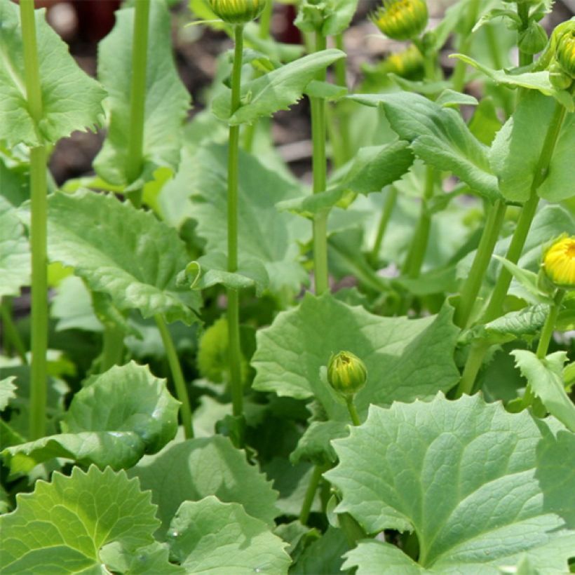 Doronicum orientale Little Leo - Doronic du Caucase (Foliage)