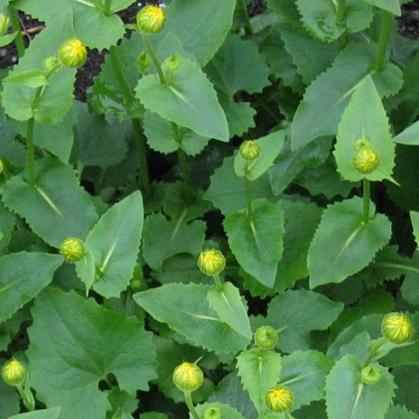 Doronic, Doronicum pardalianches (Foliage)