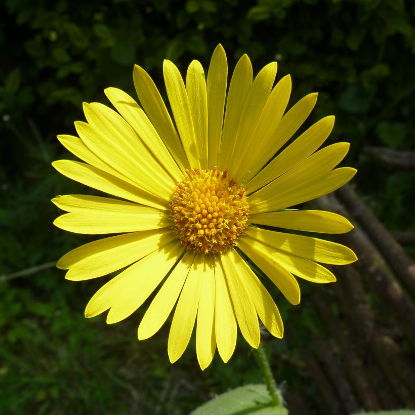 Doronic, Doronicum pardalianches (Flowering)