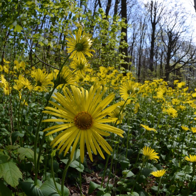 Doronic, Doronicum pardalianches (Plant habit)