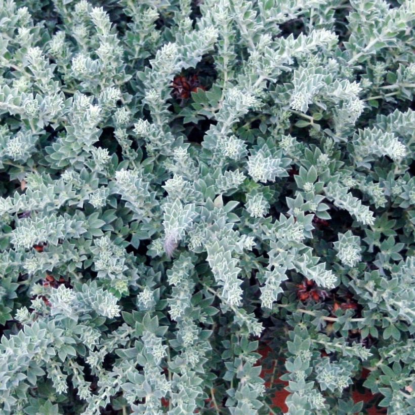 Dorycnium hirsutum Little Boy Blue (Foliage)