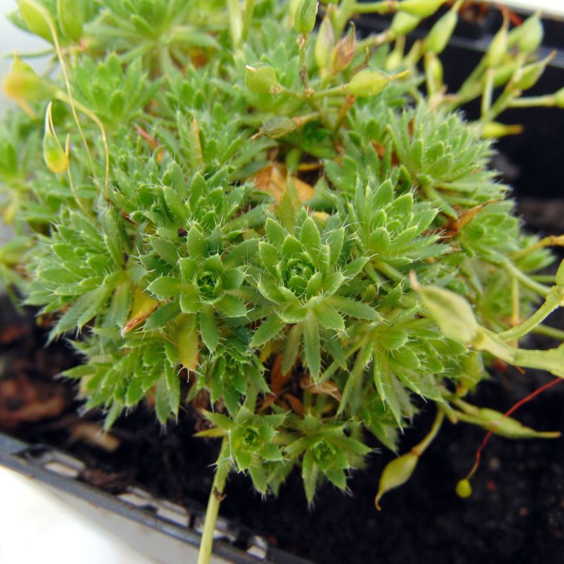 Draba aizoides - Drave faux Aïzoon (Foliage)