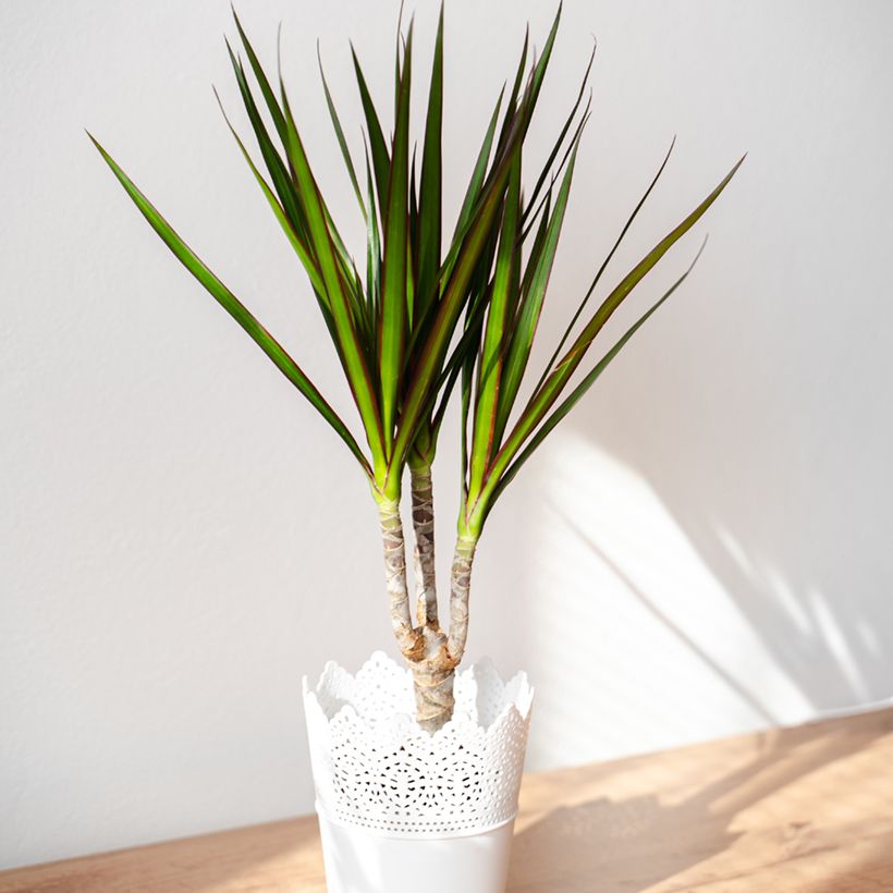 Dracaena marginata - Dragonnier de Madagascar (Plant habit)