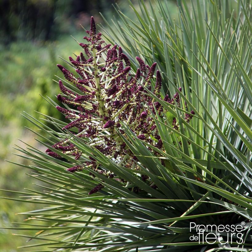 Dracaena draco - Dragonnier des Canaries (Flowering)