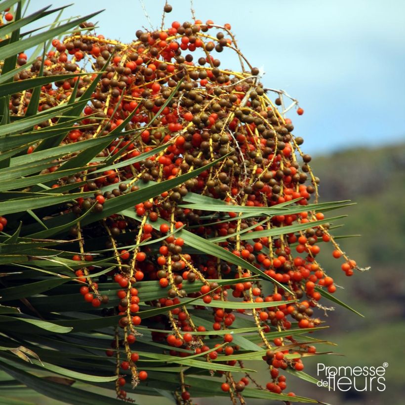 Dracaena draco - Dragonnier des Canaries (Harvest)