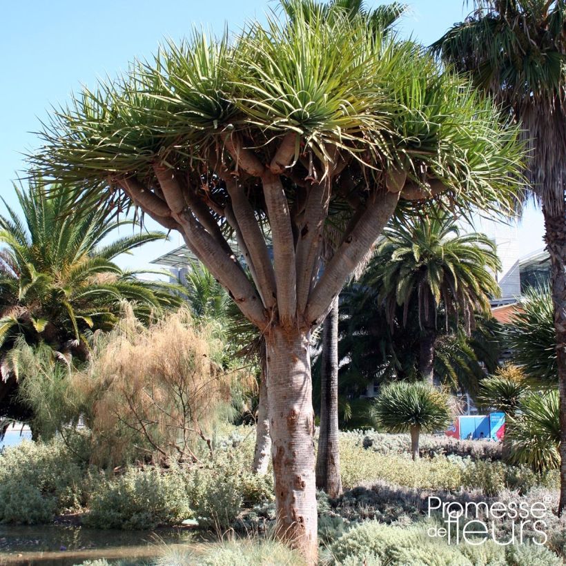 Dracaena draco - Dragonnier des Canaries (Plant habit)