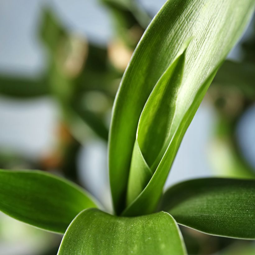 Dracaena sanderiana - Lucky bamboo (Foliage)