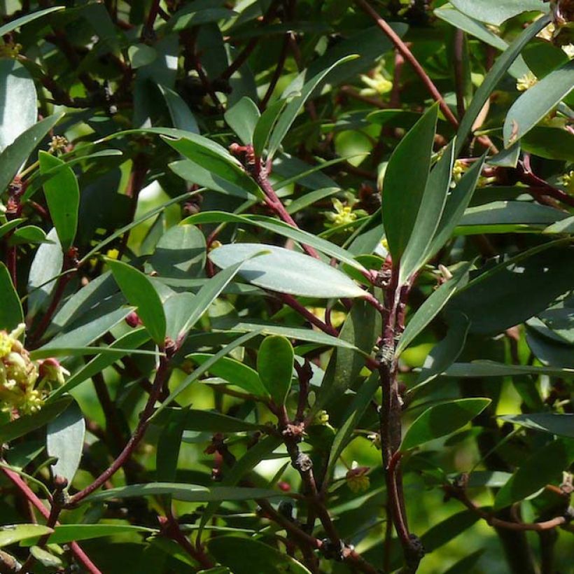 Poivre de Tasmanie - Drimys aromatica (Foliage)