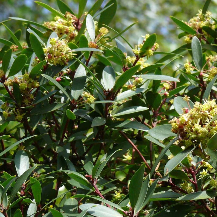 Poivre de Tasmanie - Drimys aromatica (Flowering)