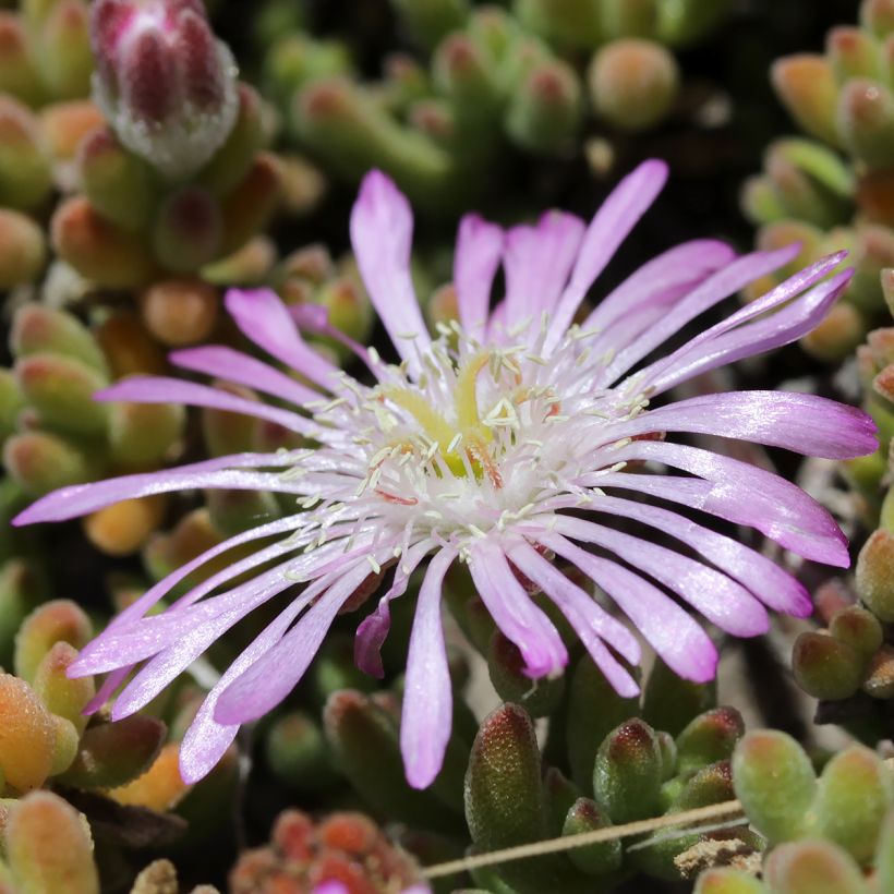 Drosanthemum candens (= floribundum) (Flowering)