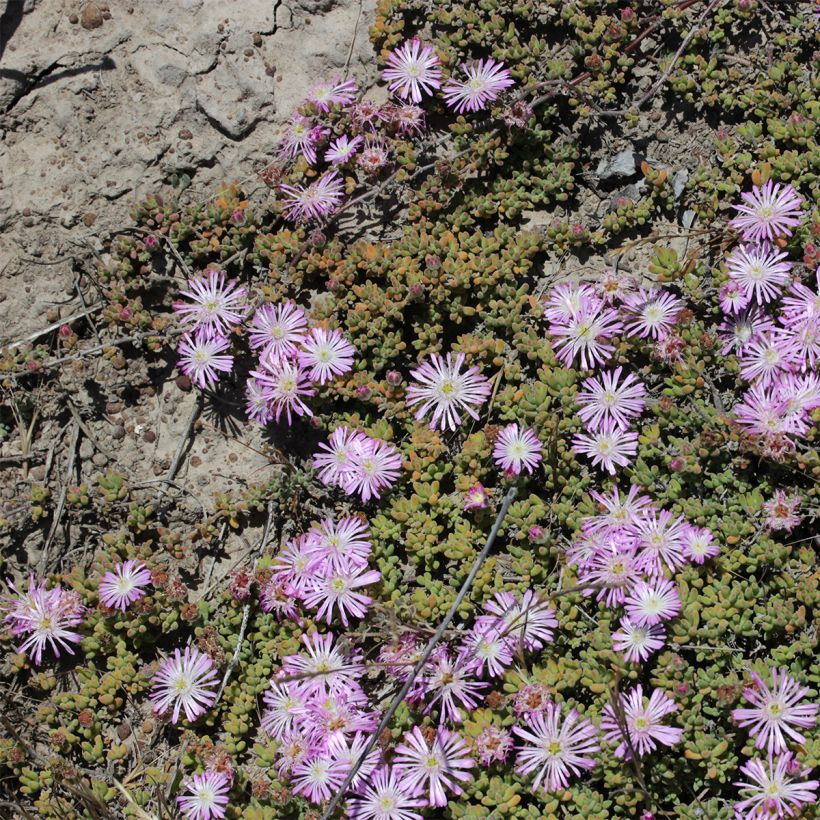 Drosanthemum candens (= floribundum) (Plant habit)