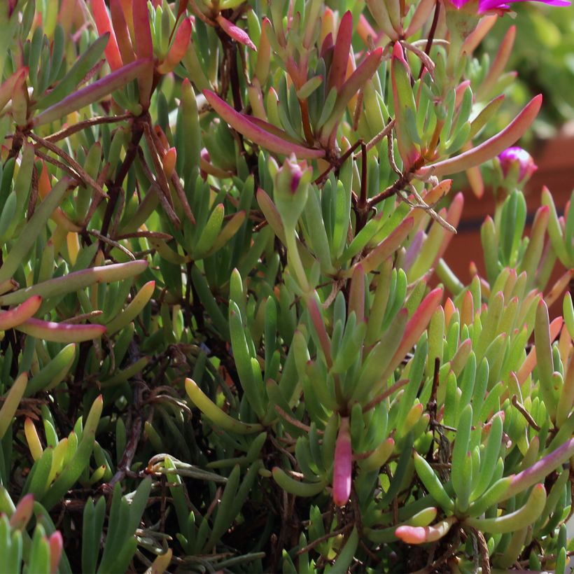 Drosanthemum hispidum - Grain de riz (Foliage)