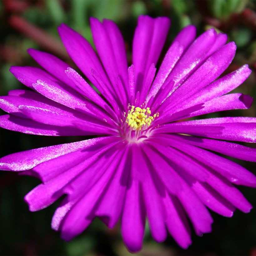 Drosanthemum hispidum - Grain de riz (Flowering)