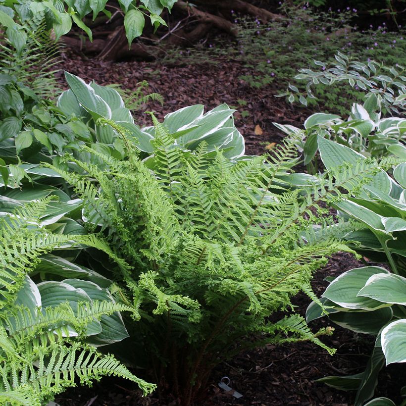 Dryopteris affinis Cristata ou The King - Fausse Fougère mâle (Plant habit)
