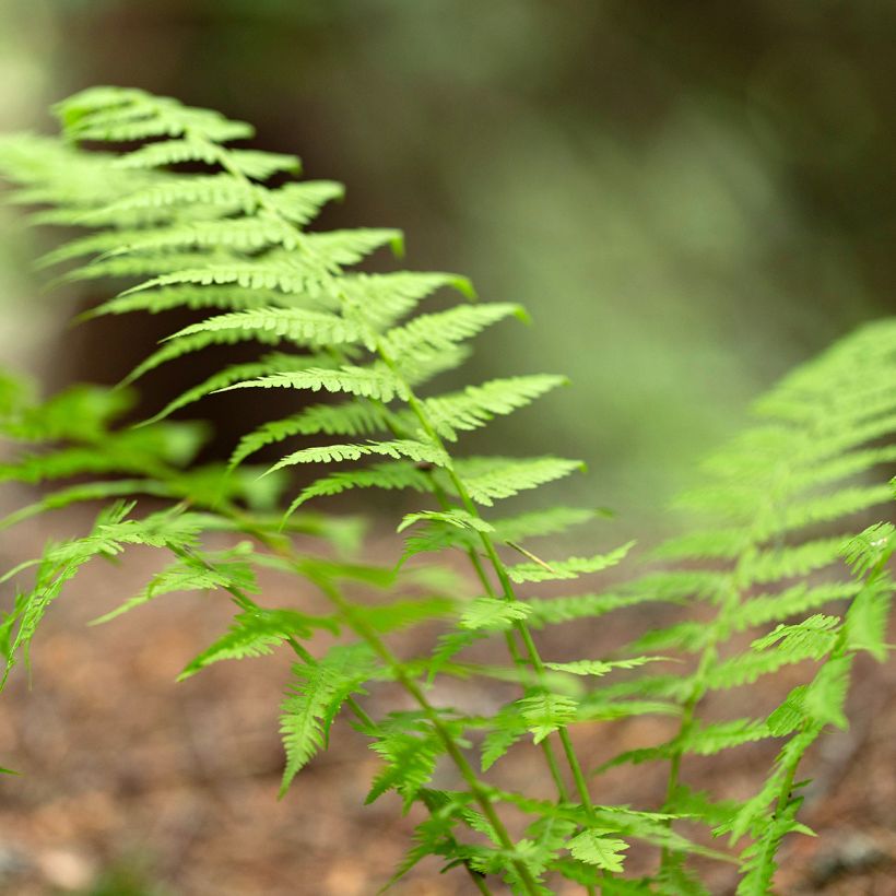 Dryopteris carthusiana - Fougère ou Dryoptéride des chartreux (Foliage)
