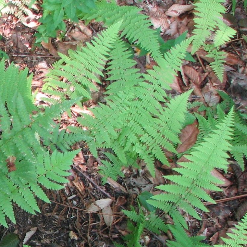 Dryopteris clintoniana - Fougère (Foliage)