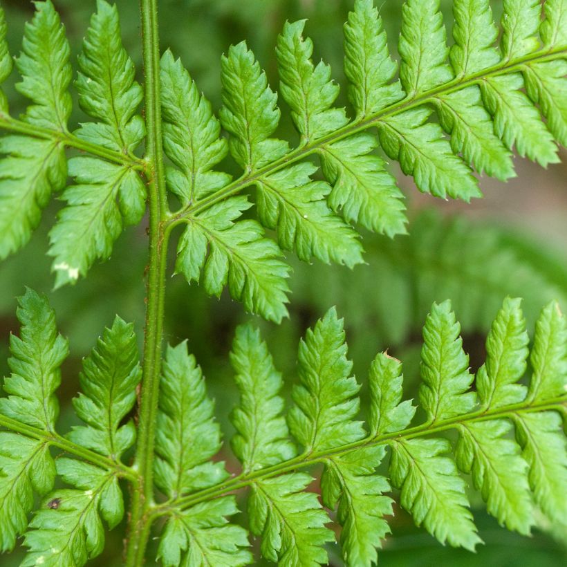 Dryopteris dilatata - Fougère dilatée (Foliage)