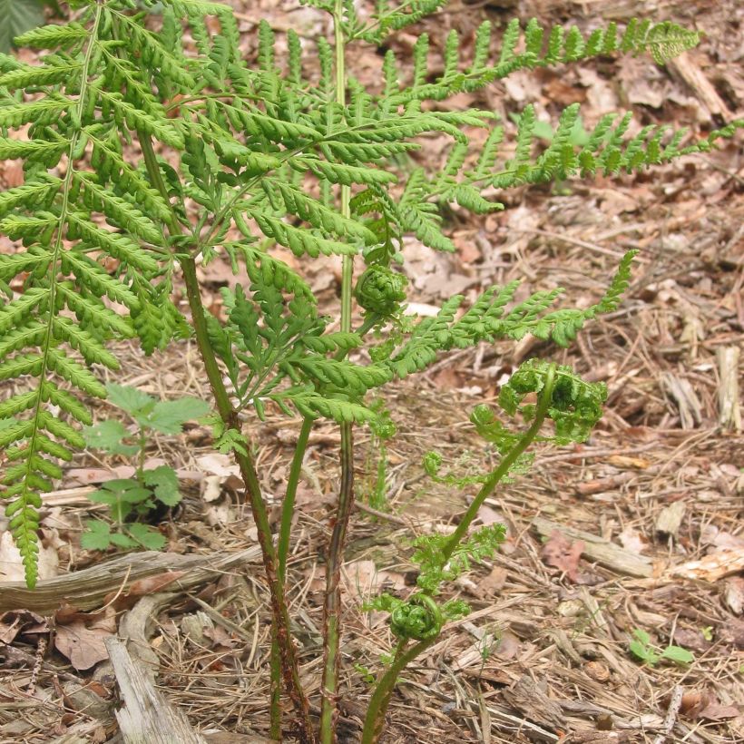 Dryopteris dilatata - Fougère dilatée (Plant habit)
