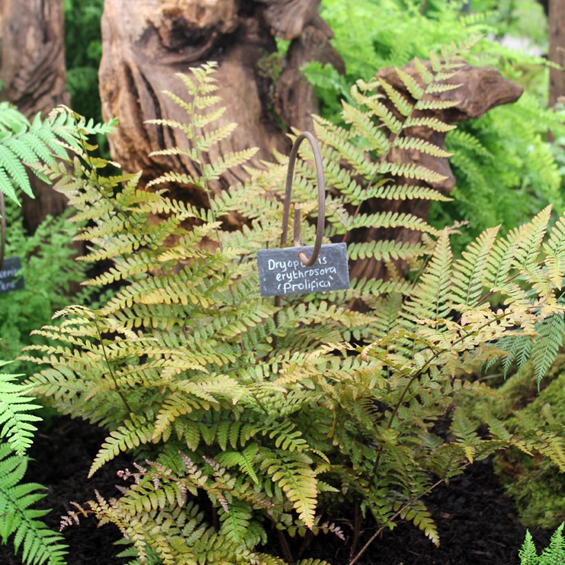 Dryopteris erythrosora Prolifica - Fougère à sores rouges  (Plant habit)