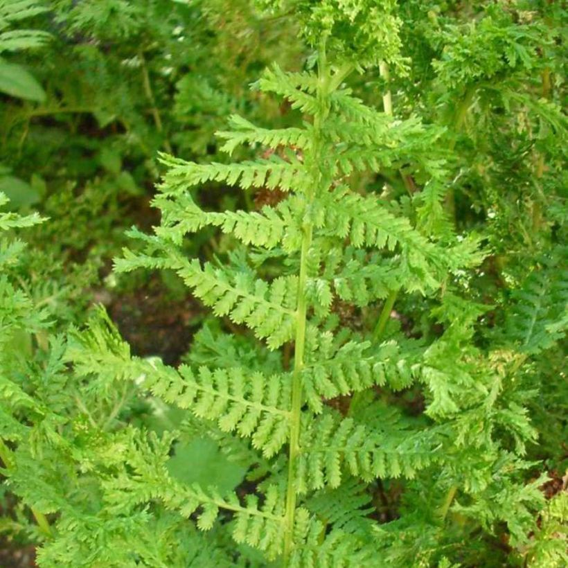Dryopteris filix-mas Crispa Cristata - Fougère mâle (Foliage)
