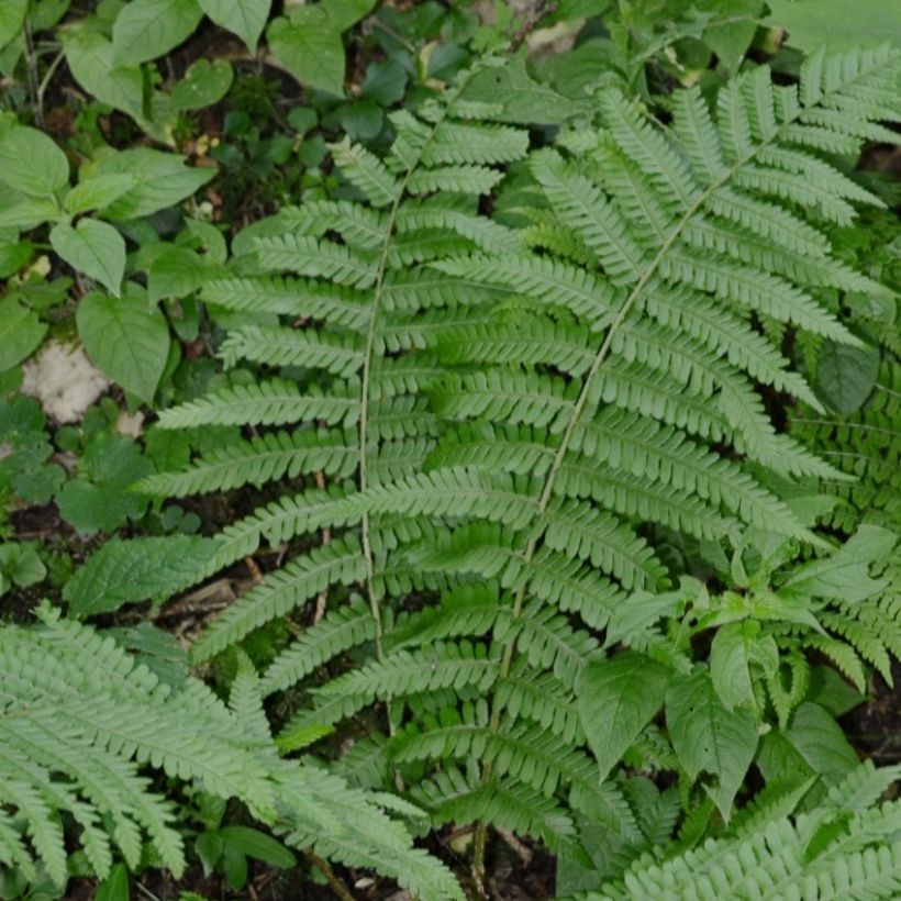 Dryopteris filix-mas Crispa Cristata - Fougère mâle (Plant habit)