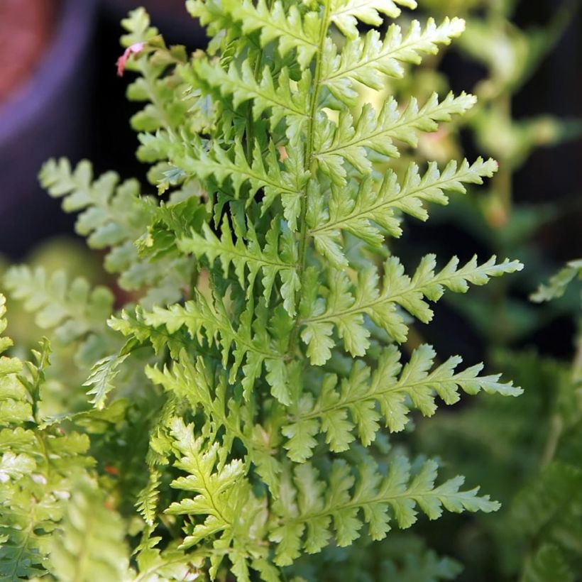 Dryopteris filix-mas Barnesii - Fougère mâle (Foliage)