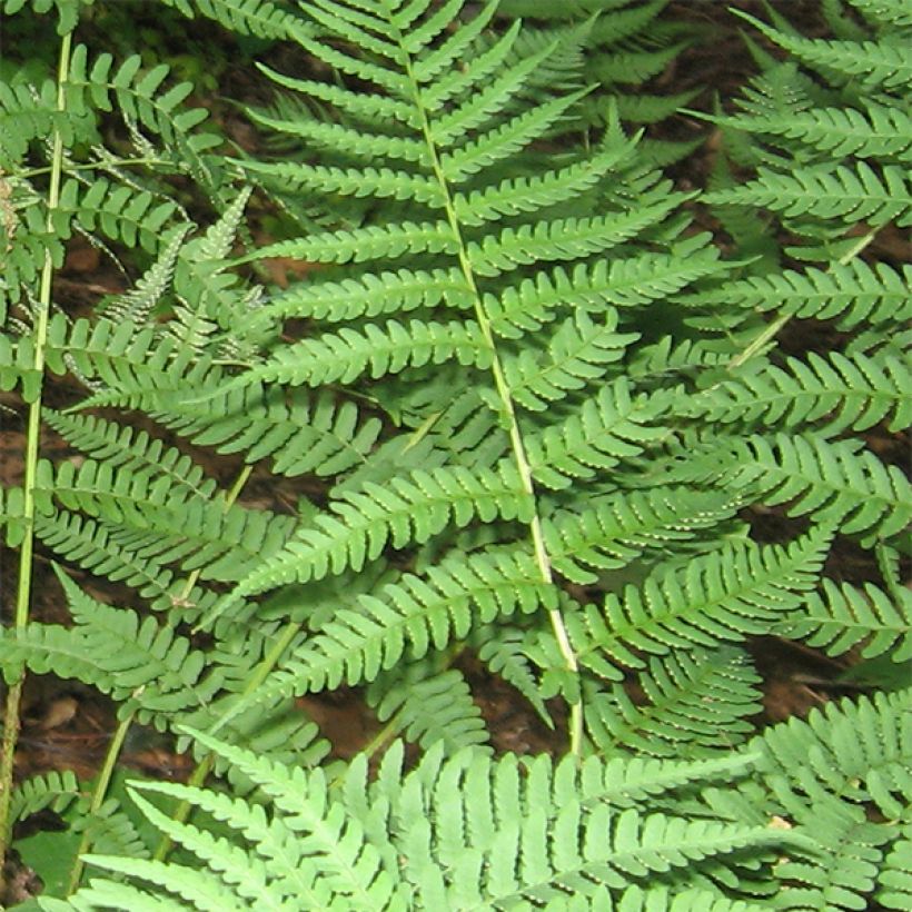 Dryopteris marginalis - Fougère (Foliage)
