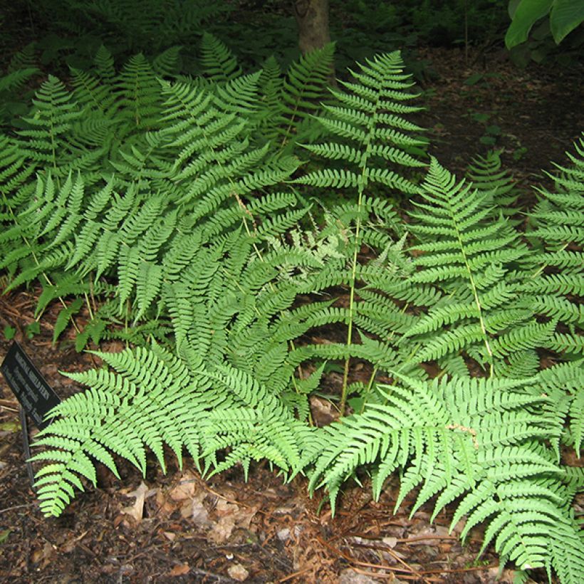 Dryopteris marginalis - Fougère (Plant habit)