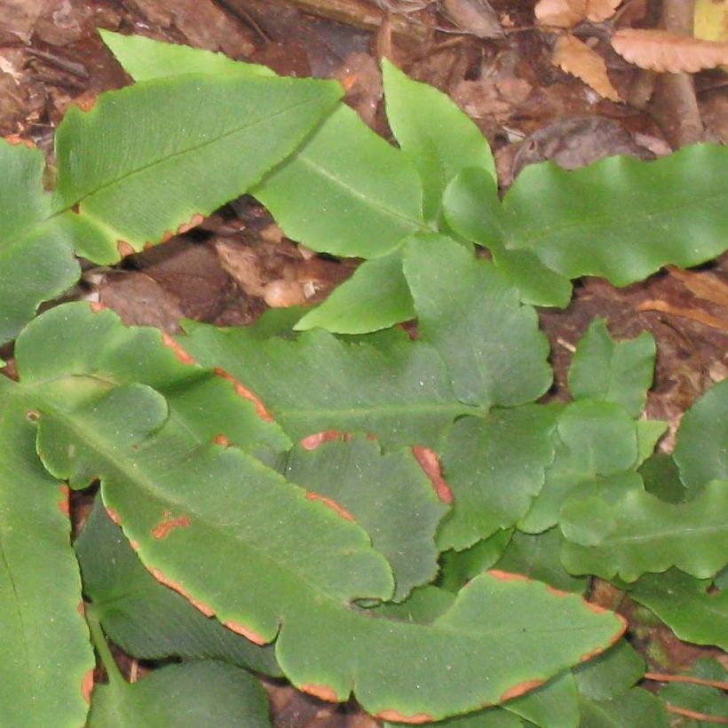 Dryopteris sieboldii - Fougère  (Foliage)