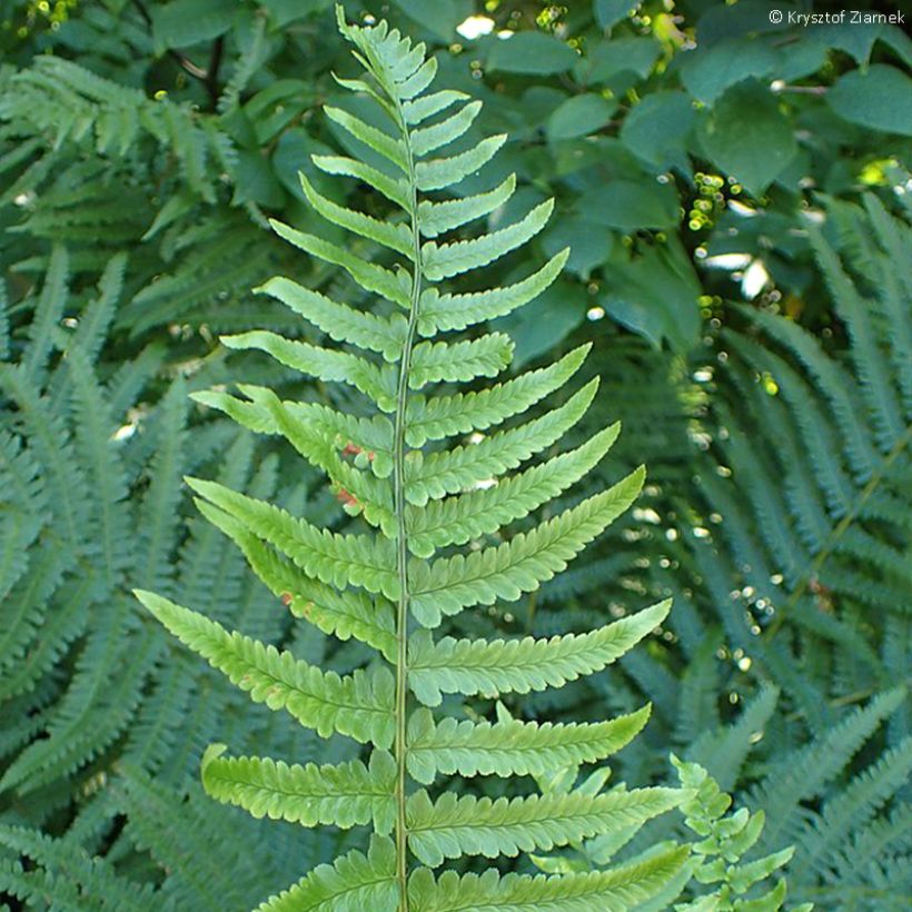 Dryopteris tokyoensis - Fougère (Foliage)