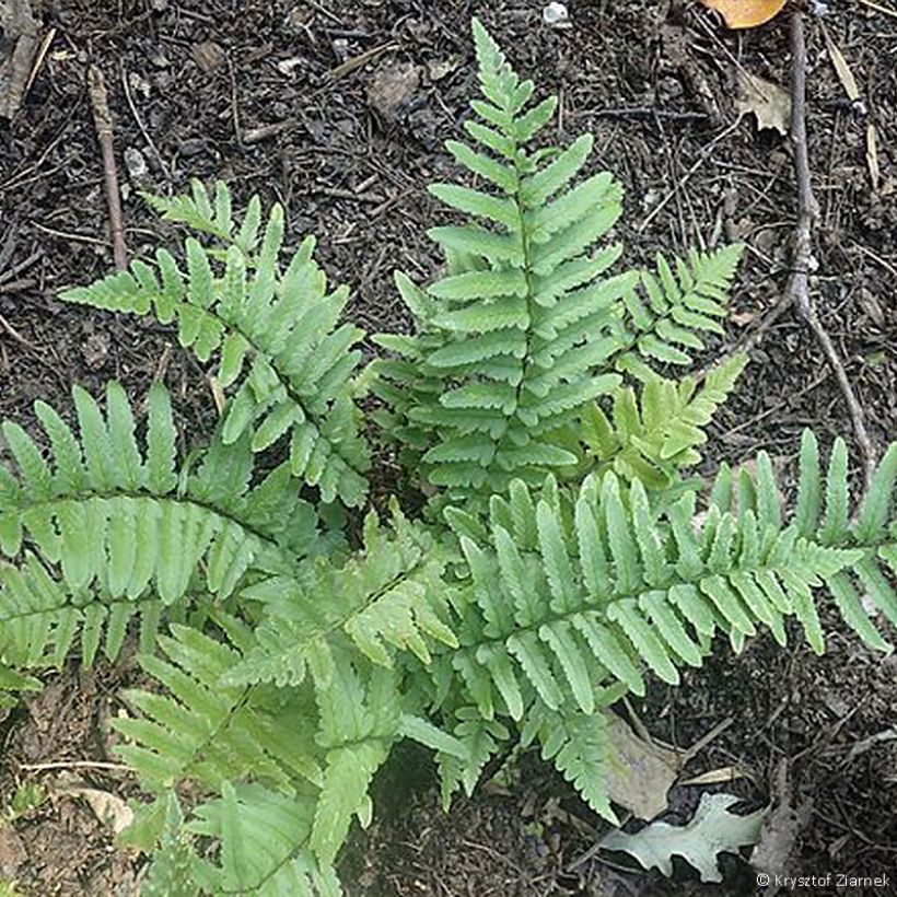 Dryopteris tokyoensis - Fougère (Plant habit)
