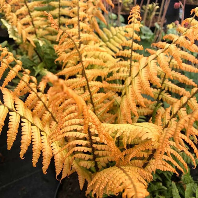 Dryopteris wallichiana Jurassic Gold - Fougère (Foliage)