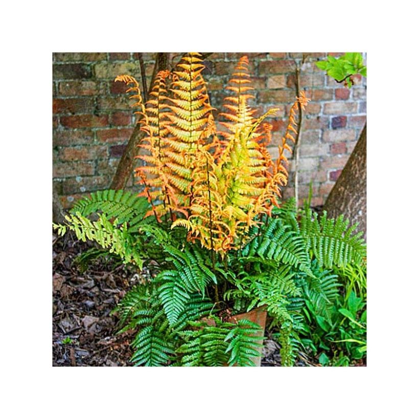 Dryopteris wallichiana Jurassic Gold - Fougère (Plant habit)