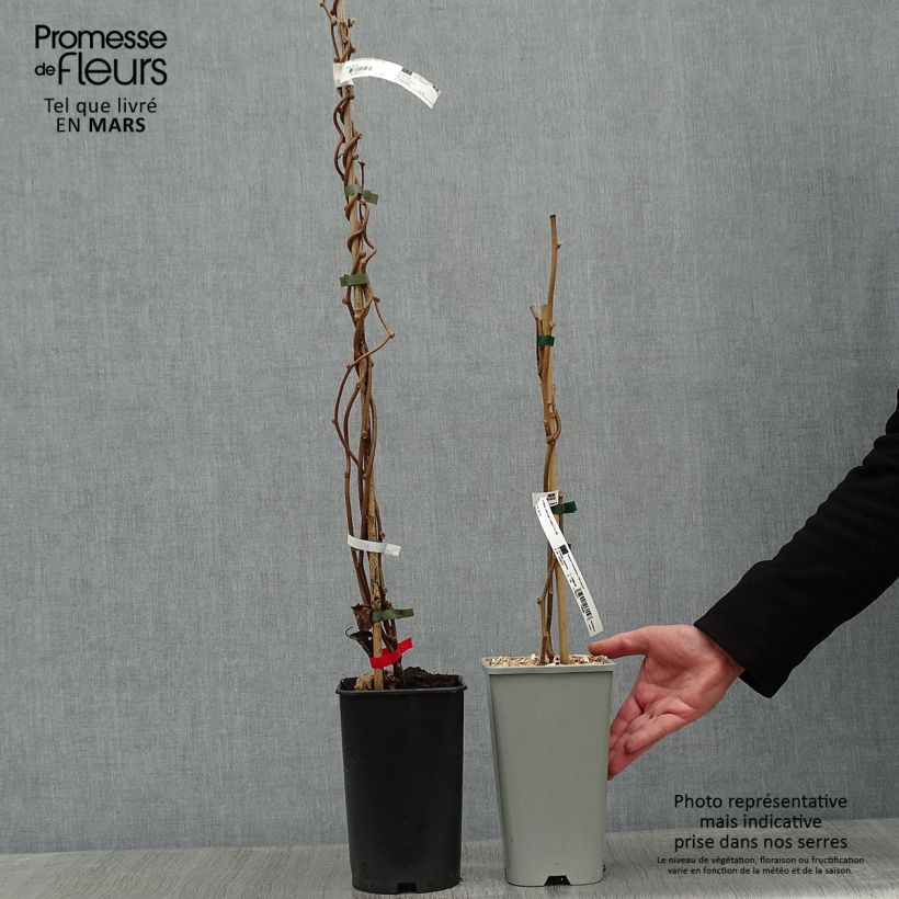 Example of Duo de Kiwi Montcap pied femelle et Tomuri pied mâle pollinisateur as you get in hiver